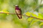 USA, New Mexico. Male calliope hummingbird on limb. Art Print